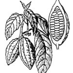 Fruit du cacaoyer